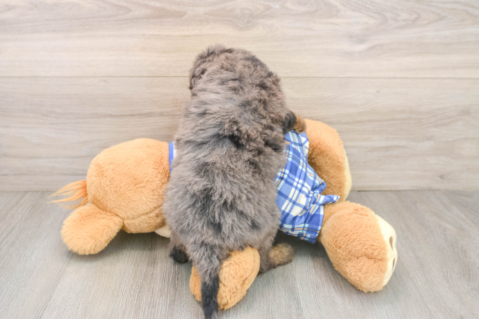 Cavapoo Puppy for Adoption