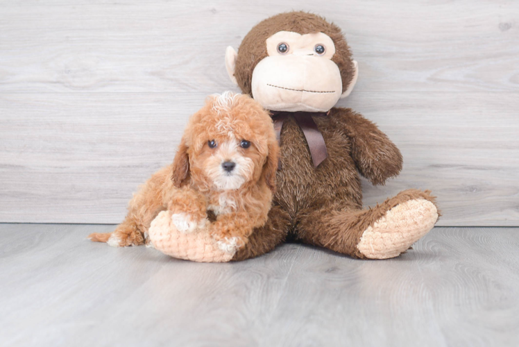 Cavapoo Pup Being Cute