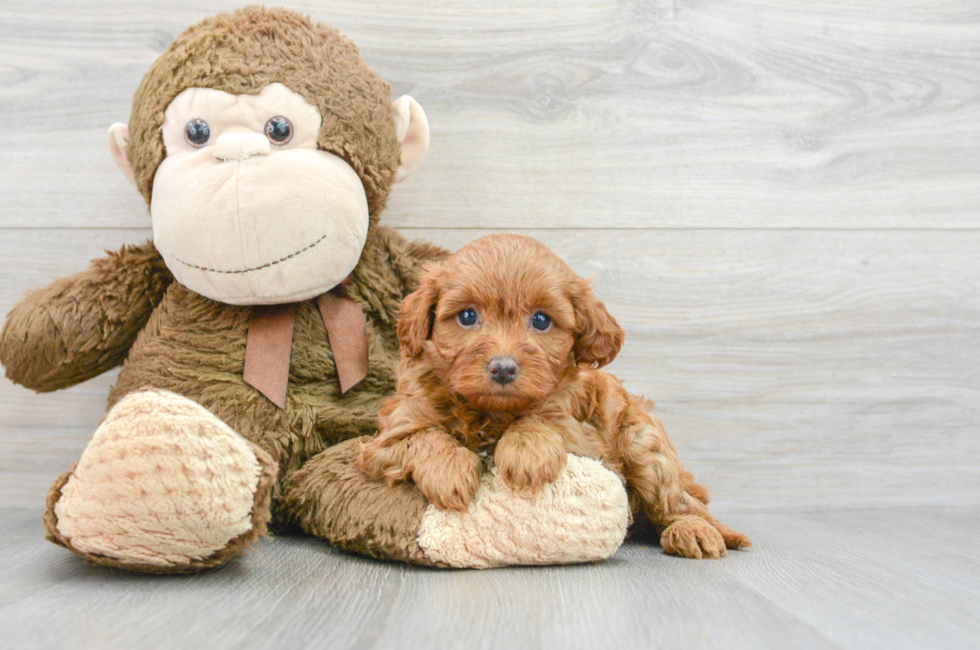 6 week old Cavapoo Puppy For Sale - Puppy Love PR