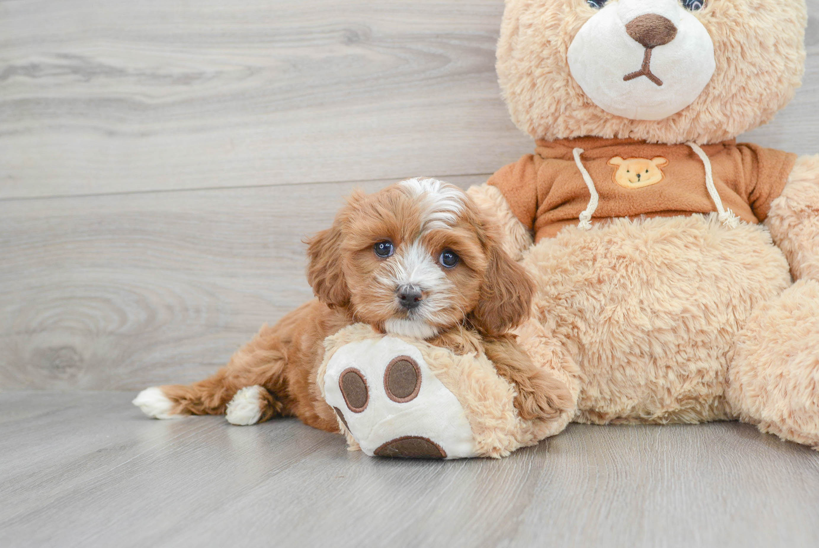 Cavapoo hotsell teddy bear