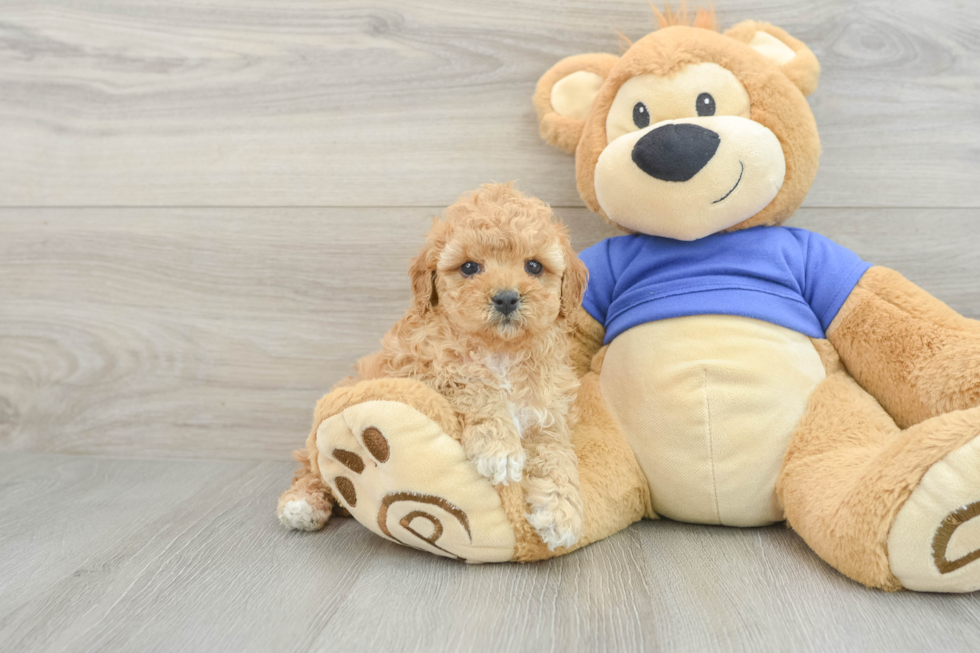 Cavapoo Pup Being Cute