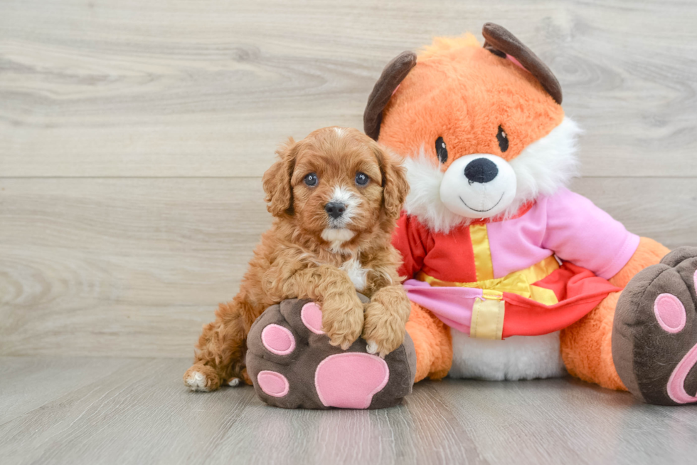 Popular Cavapoo Poodle Mix Pup