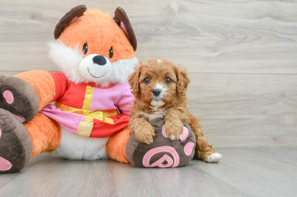 5 week old Cavapoo Puppy For Sale - Puppy Love PR