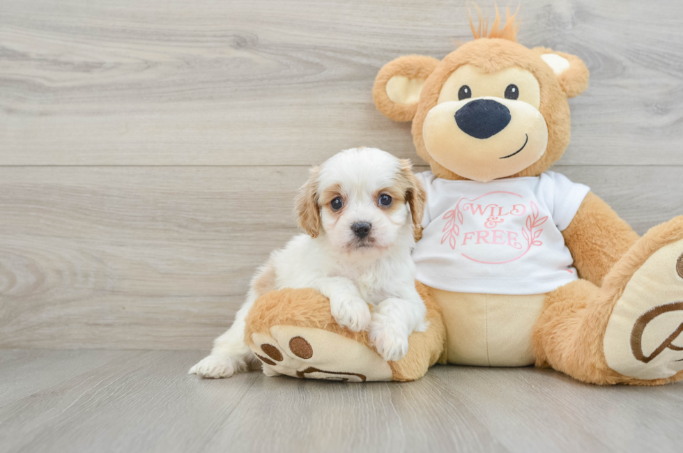 6 week old Cavapoo Puppy For Sale - Puppy Love PR