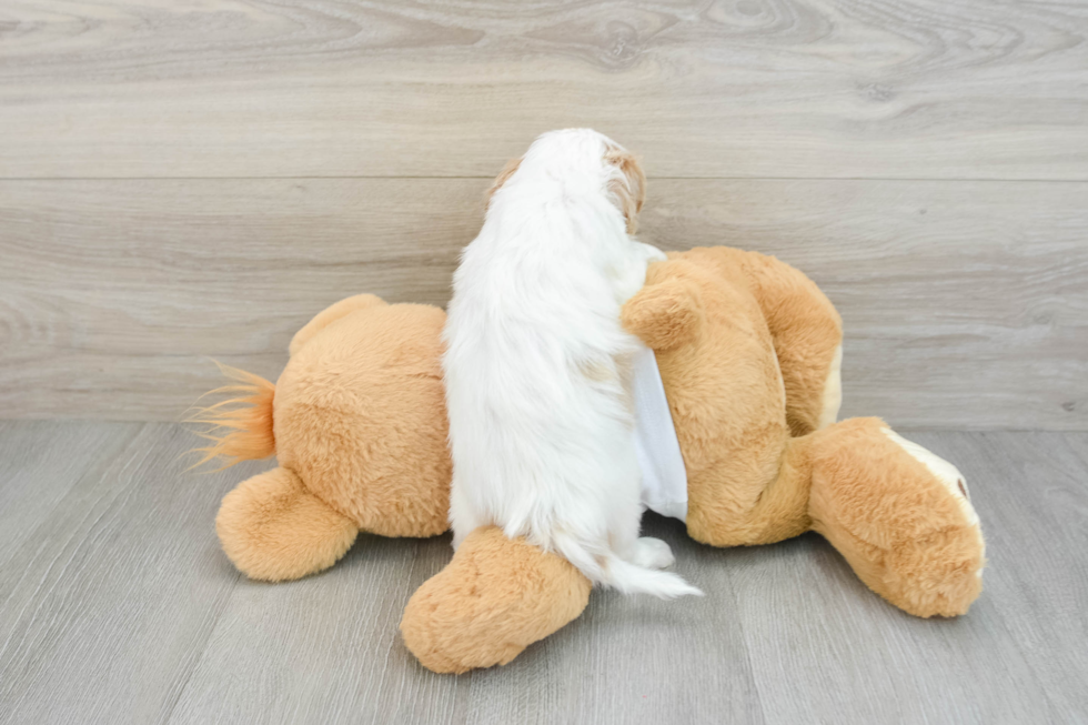 Adorable Cavalier King Charles Spaniel and Poodle Mix Poodle Mix Puppy