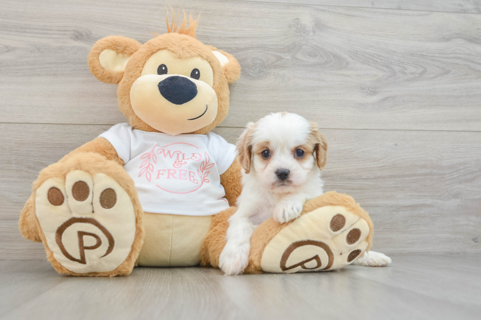 Best Cavapoo Baby