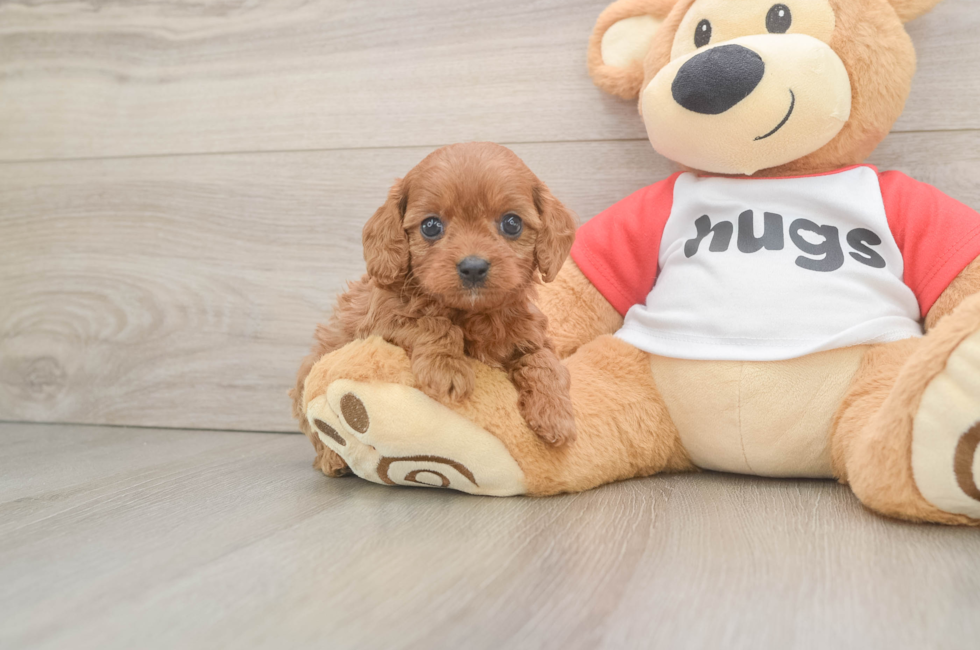 6 week old Cavapoo Puppy For Sale - Puppy Love PR
