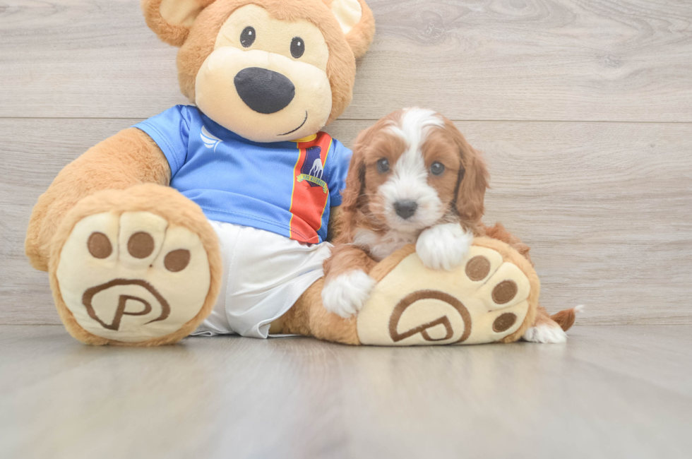 5 week old Cavapoo Puppy For Sale - Puppy Love PR