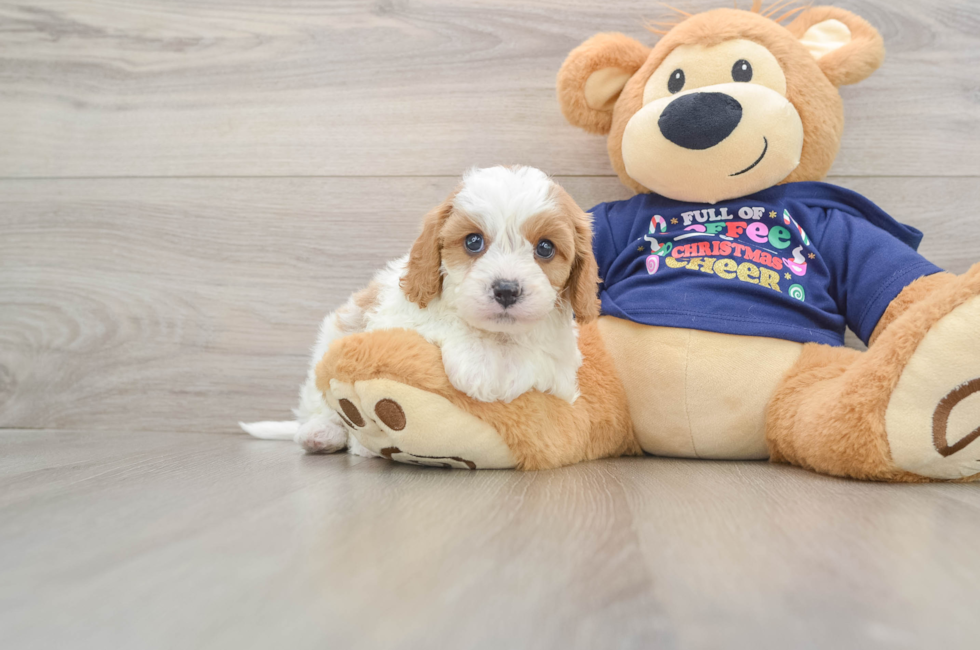 6 week old Cavapoo Puppy For Sale - Puppy Love PR