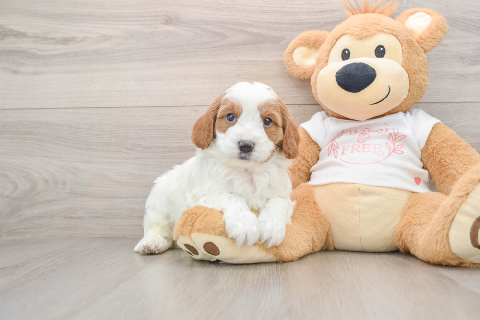 Small Cavapoo Baby