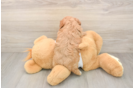 Petite Cavapoo Poodle Mix Pup