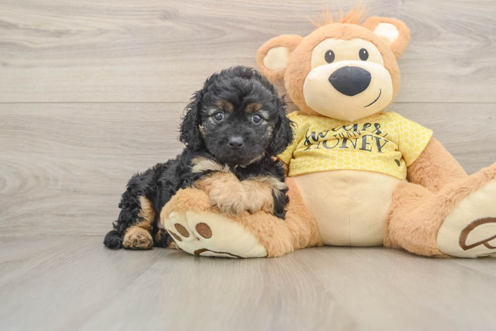 Playful Cavapoodle Poodle Mix Puppy