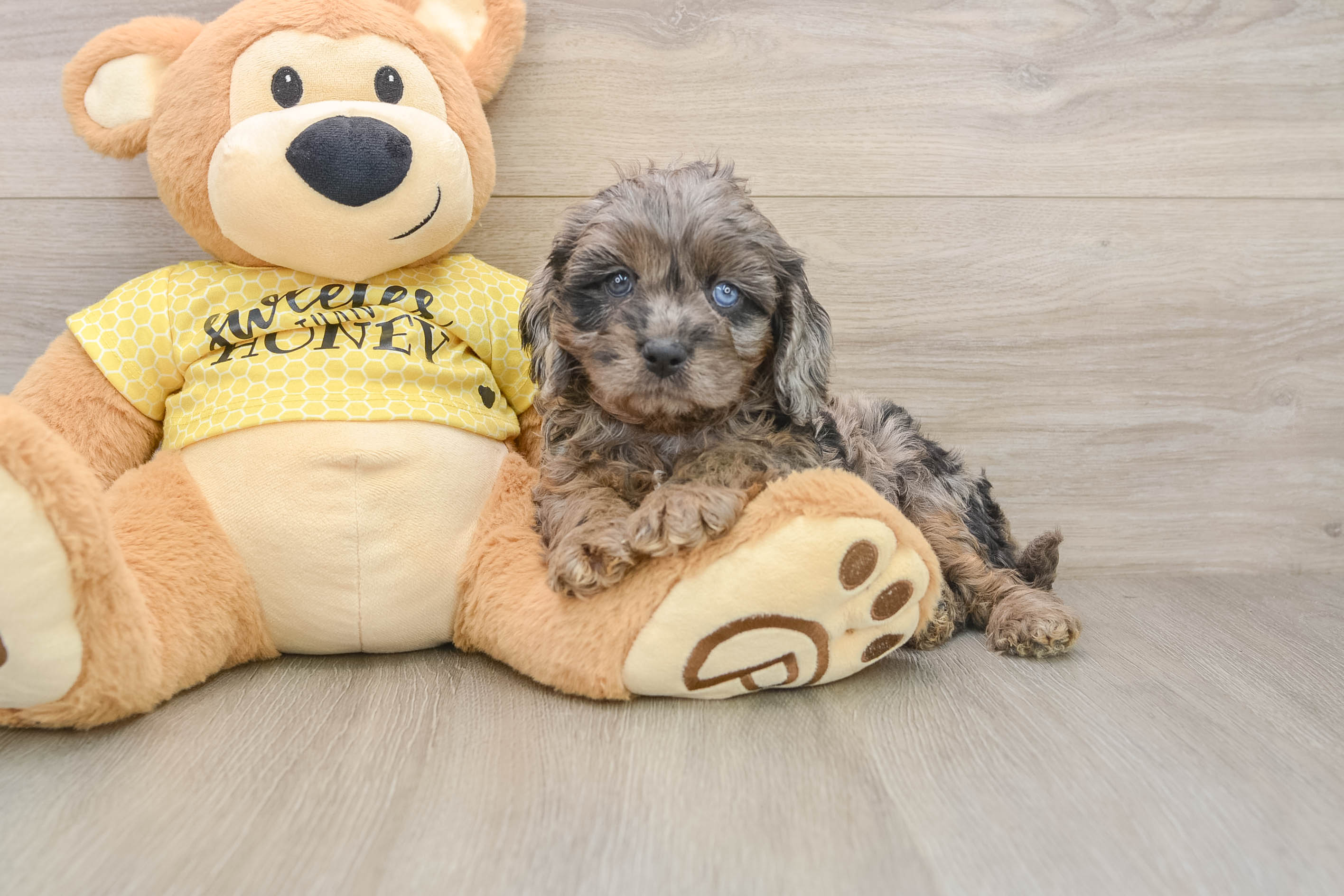 Petite Cavapoo Poodle Mix Pup