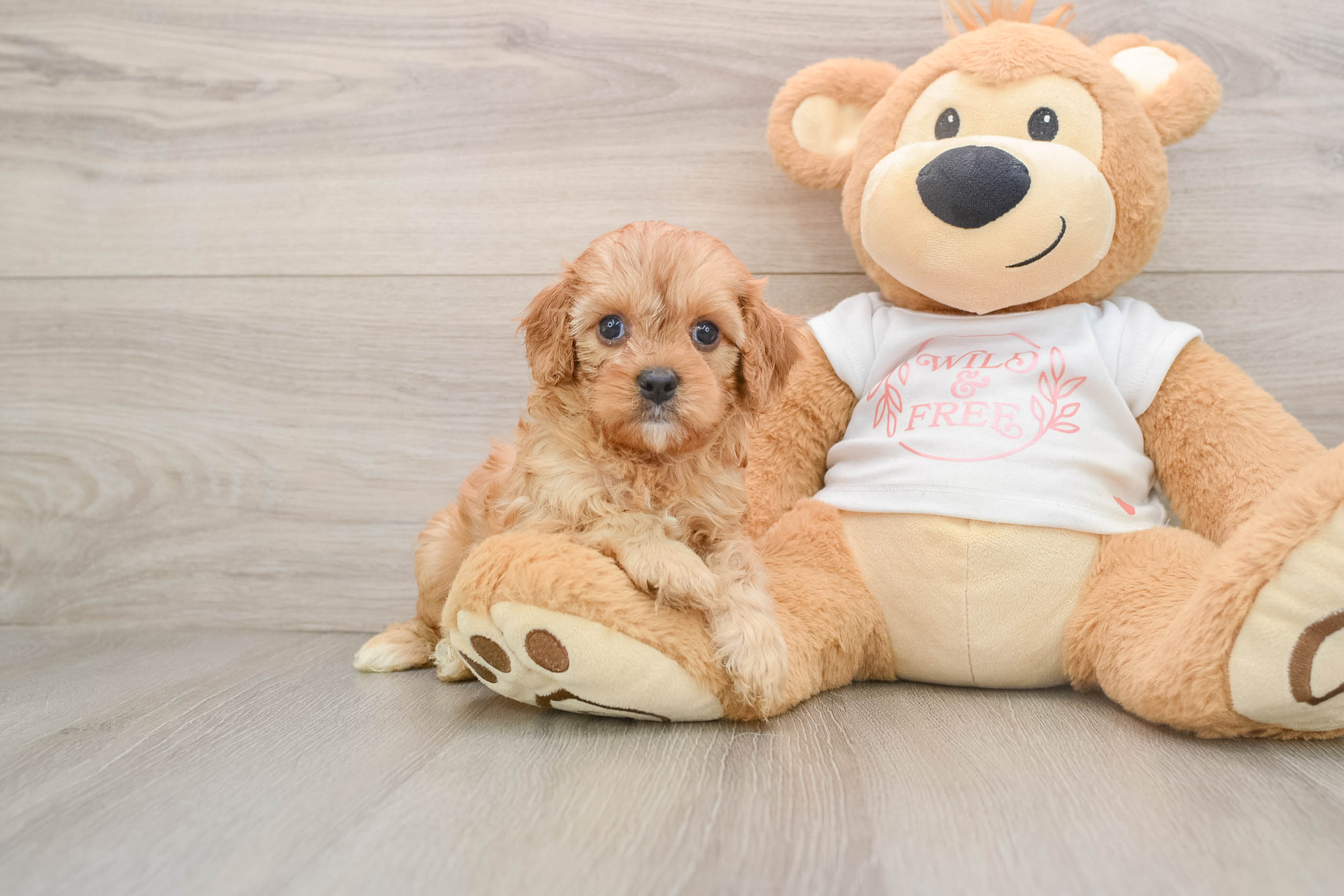 Cavapoo Pup Being Cute