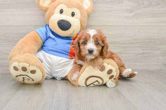 FAY, a Cavapoo littermate