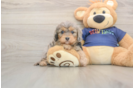 Cavapoo Puppy for Adoption