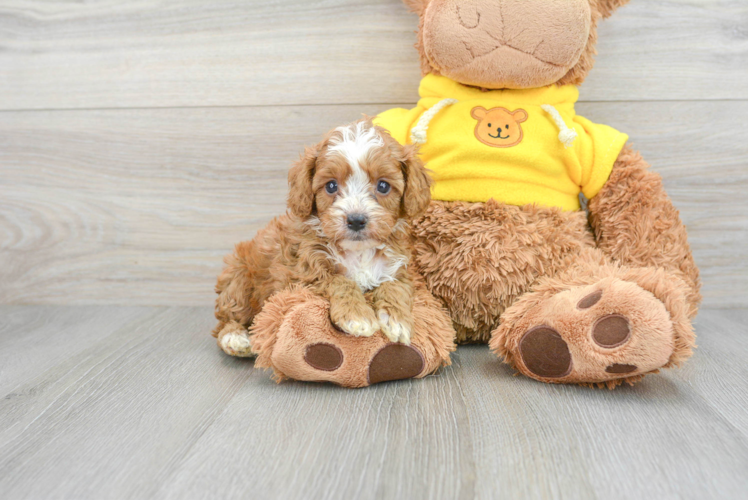 Cute Cavapoo Fergie: 2lb 15oz Doodle Puppy