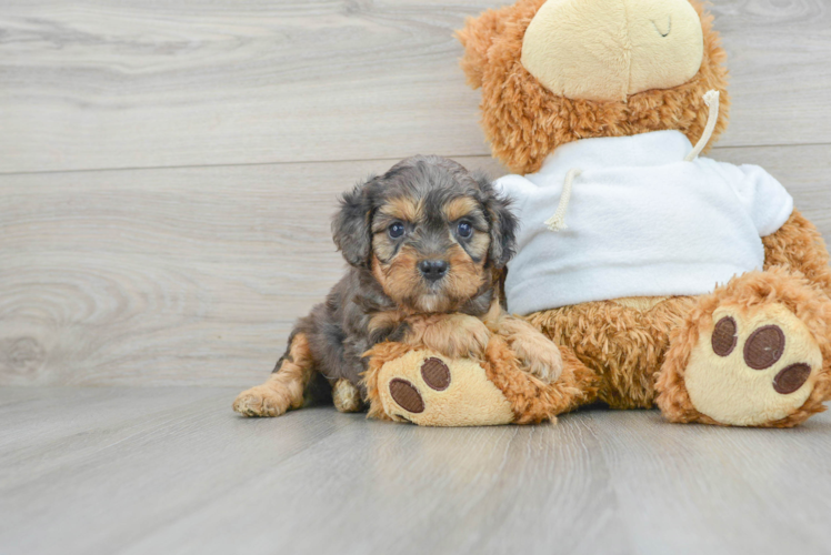 Cavapoo Pup Being Cute