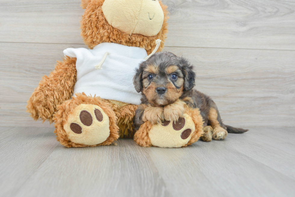 Best Cavapoo Baby