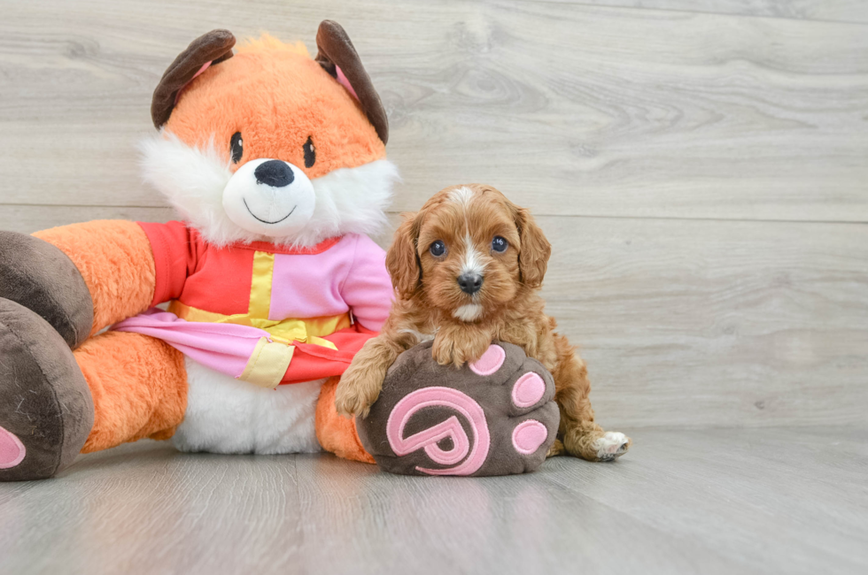 5 week old Cavapoo Puppy For Sale - Puppy Love PR