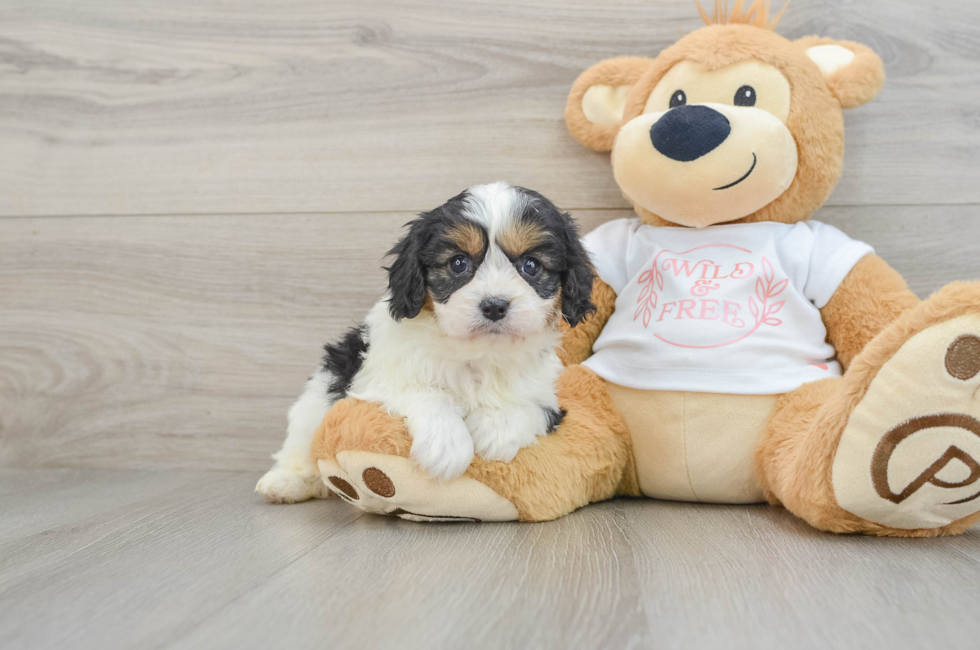 6 week old Cavapoo Puppy For Sale - Puppy Love PR