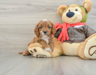 9 week old Cavapoo Puppy For Sale - Puppy Love PR