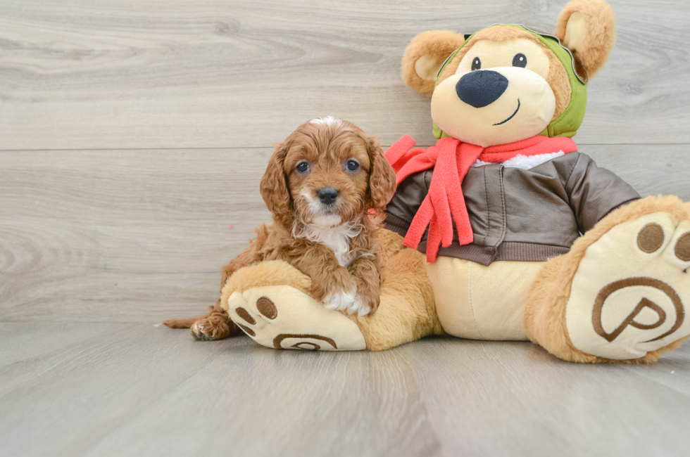 6 week old Cavapoo Puppy For Sale - Puppy Love PR