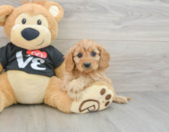 8 week old Cavapoo Puppy For Sale - Puppy Love PR