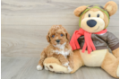 Cavapoo Puppy for Adoption