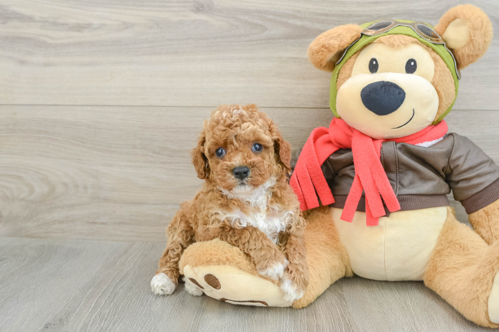 Cavapoo Puppy for Adoption