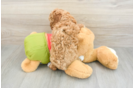 Cute Cavapoo Baby