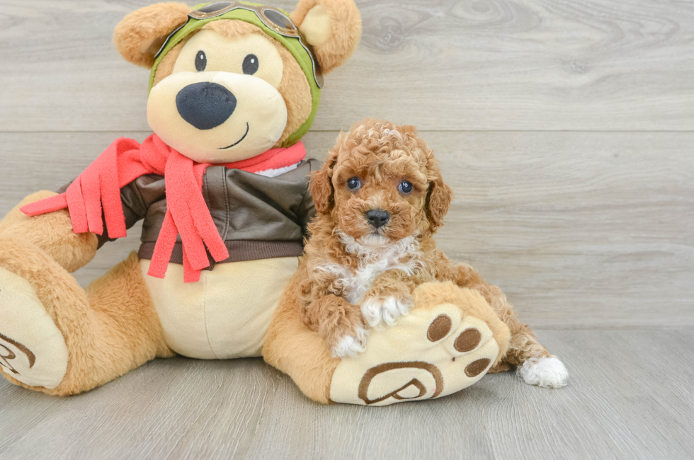 6 week old Cavapoo Puppy For Sale - Puppy Love PR