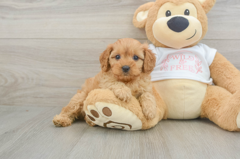 5 week old Cavapoo Puppy For Sale - Puppy Love PR