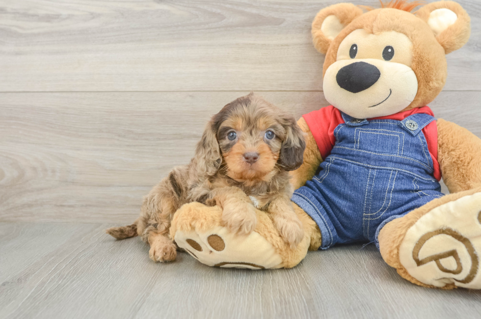 5 week old Cavapoo Puppy For Sale - Puppy Love PR