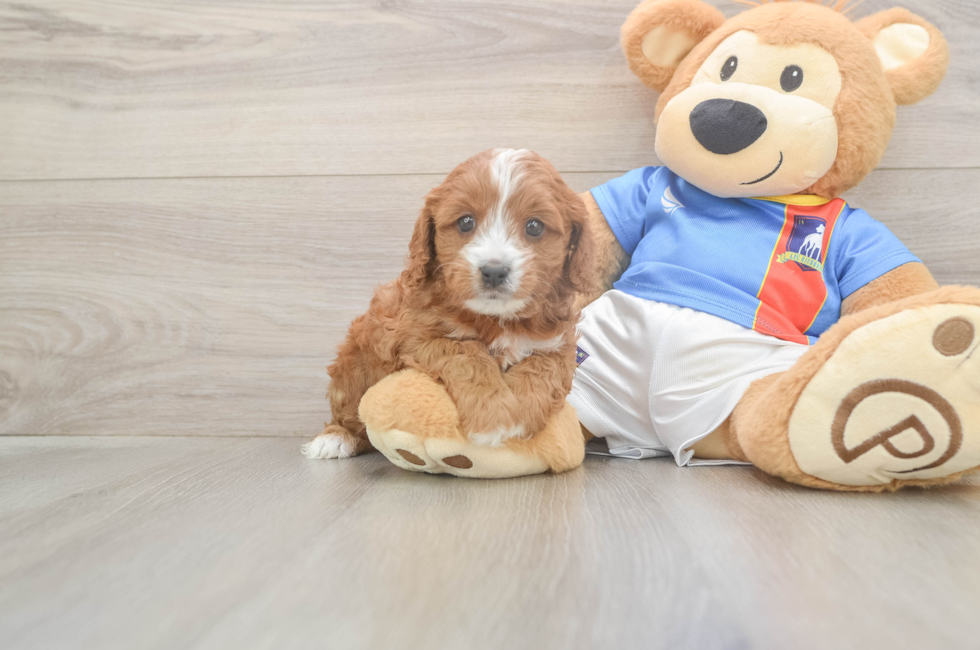 5 week old Cavapoo Puppy For Sale - Puppy Love PR