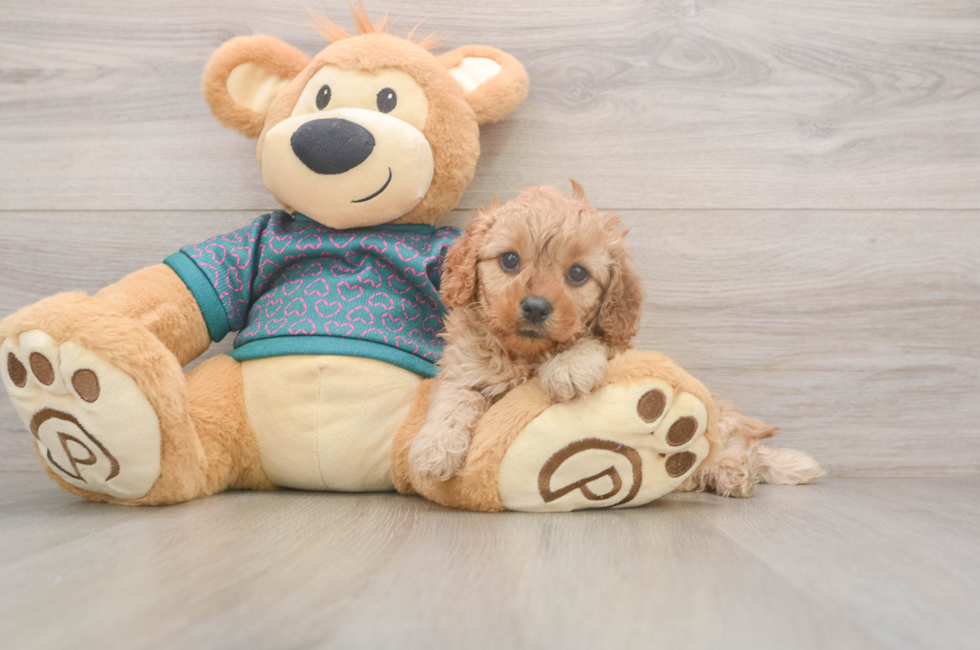 5 week old Cavapoo Puppy For Sale - Puppy Love PR