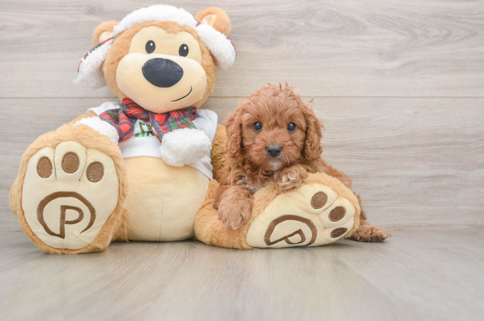 5 week old Cavapoo Puppy For Sale - Puppy Love PR