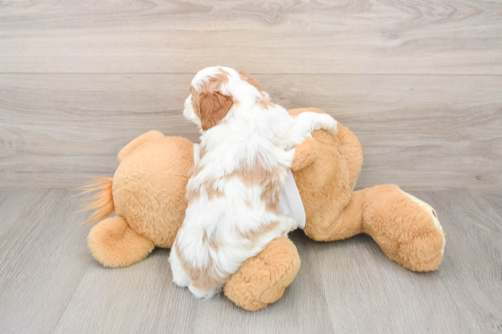 Fluffy Cavapoo Poodle Mix Pup