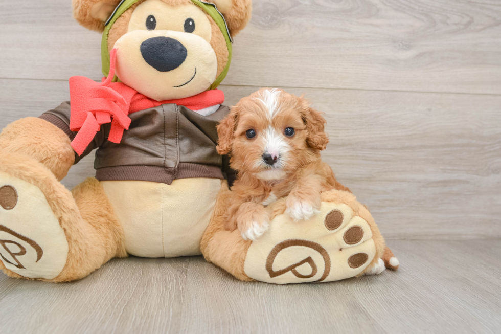Popular Cavapoo Poodle Mix Pup