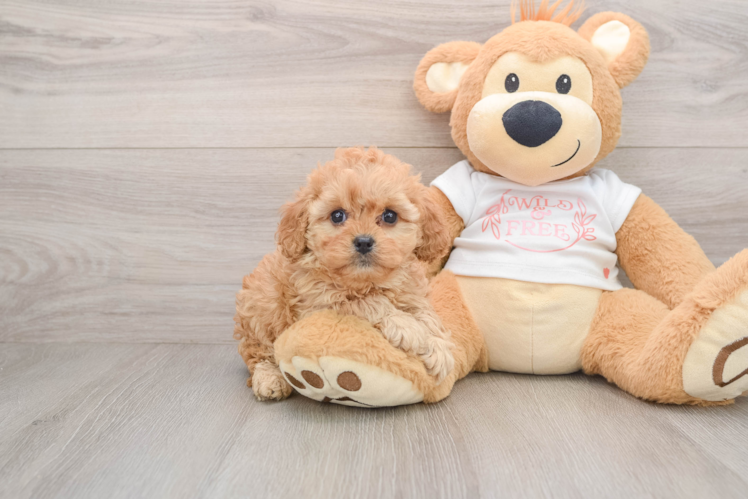 Cavapoo Pup Being Cute