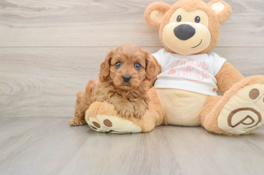 Best Cavapoo Baby