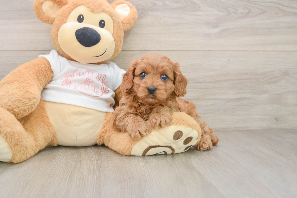 Happy Cavapoo Baby