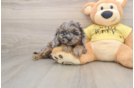 Small Cavapoo Baby