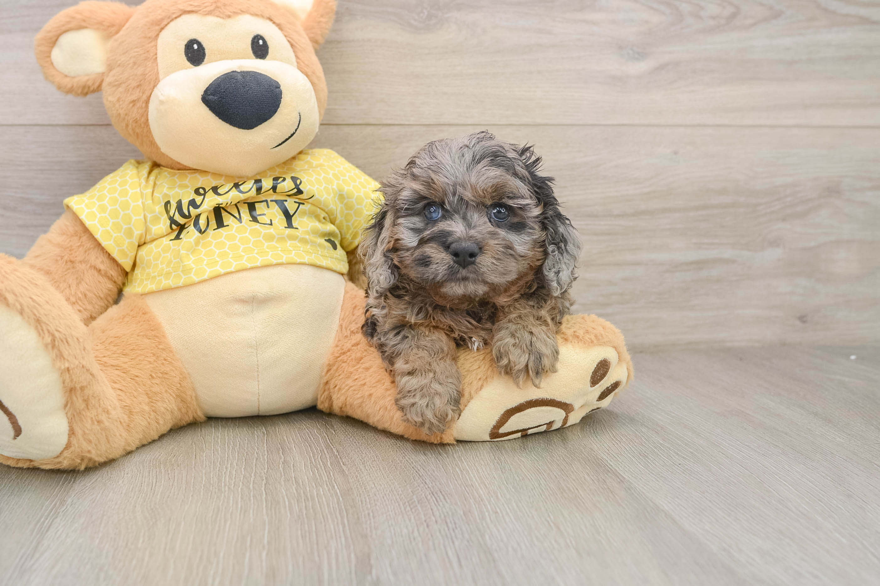 Cavapoo Puppy for Adoption