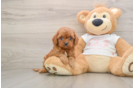 Cavapoo Pup Being Cute