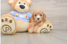 Little Cavipoo Poodle Mix Puppy