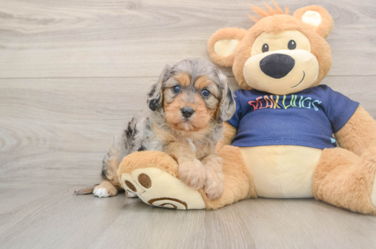 Sweet Cavapoo Baby