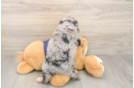 Cavapoo Pup Being Cute
