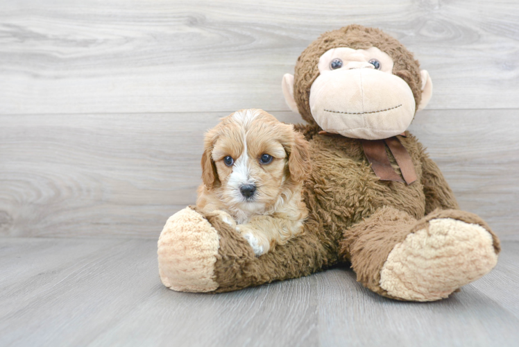 Meet Fergie - our Cavapoo Puppy Photo 1/3 - Puppy Love PR Cute Cavapoo Poodle Mix Pup