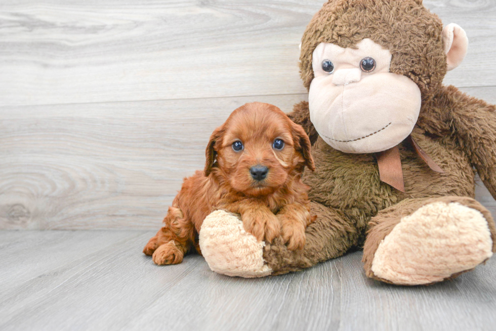 Best Cavapoo Baby